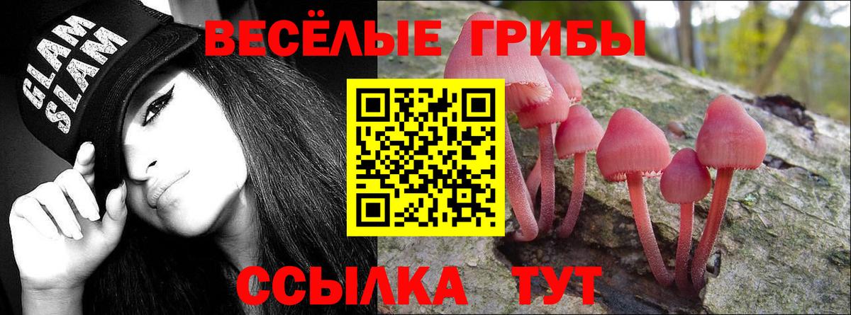 Псилоцибиновые грибы Psilocybe Кимры